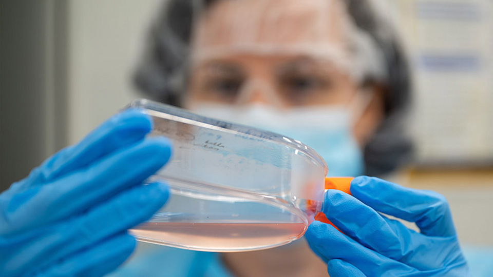 Gloved hands holding a petri dish with liquid culture media, examining the sample in a laboratory environment.