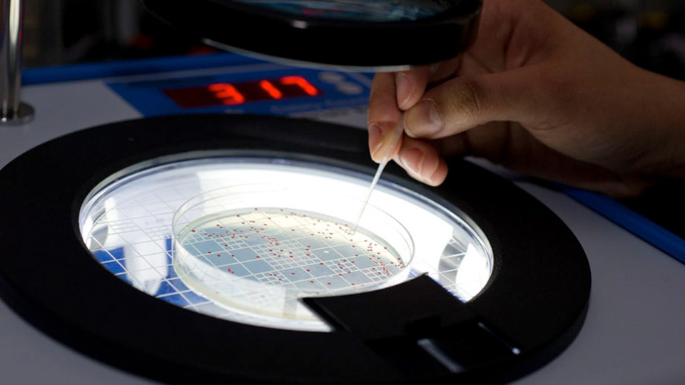 A hand uses a tool to count or isolate colonies in a petri dish placed on an illuminated colony counter.