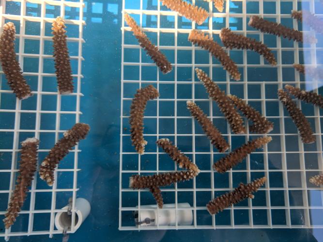 Staghorn coral samples used in Lauren Speare's research.