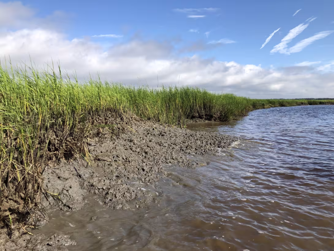 Degraded marsh on Cumberland Island, Georgia.